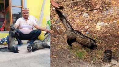 मेडिकल अधीक्षक के बैडरूम में सोते मिले कबरबिज्जू 8 इजरायल की बमबारी से 46