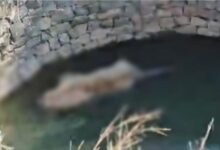 MP में नहीं थम रहा बाघों की मौत का सिलसिला: अब पेंच में मिला टाइगर का शव, जांच में जुटा वन विभाग 15 Add a heading 11 1