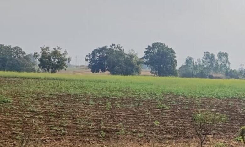 आसमान में छाए बादलों ने बढ़ाई किसानों की चिंता,कीट-व्याधि तापमान में वृद्धि : 84 प्रतिशत किसानों ने की बोवनी पूरी,अब सिंचाई का इंतजार 1 Screenshot 2024 12 08 11 11 11 833 com.whatsapp