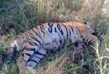 पेंच नेशनल पार्क में मृत अवस्था मे मिला बाघ : वन अमला जांच में जुटा 11 Screenshot 2024 12 17 10 52 52 601 com.whatsapp