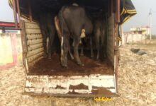 धूमा पुलिस द्वारा कत्लखाने जा रहे गौ-वंश पकड कर आरोपीयों के विरूध्द की कार्यवाही... तस्करों में मचा हड़कंप 11 Screenshot 2024 12 20 22 11 45 761 com.whatsapp