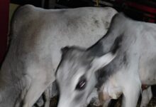 Screenshot 2024 12 27 20 08 28 294 com.whatsapp