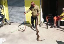 JABALPUR NEWS: भूसें के ढेर में छिपकर तीन दिन से नाग कर रहा था शिकार का इंतजार 11 57