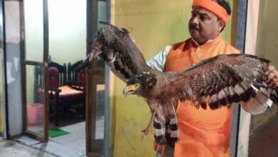 JABALPUR NEWS: चाईनीज मांझे से कट कर अलग हो गया मादा ईगल का पंजा 9 Add a heading 2025 01 24T085040.286