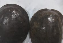 Screenshot 2025 01 14 21 03 22 036 com.whatsapp