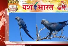 फिर चकहने लगे विलुप्त तोते 'स्पिक्स मैकॉ: ब्राजील में उनके मूल निवास स्थान में पुनः लाया जा रहा है 13 भारत 55 1