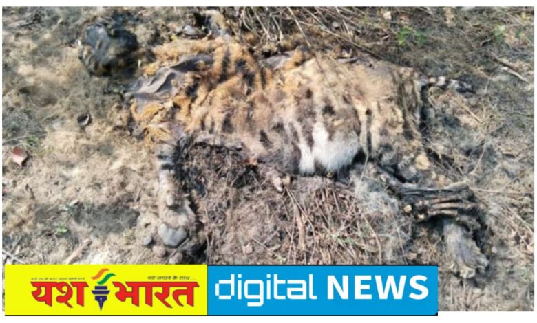फिर एक बाघ की संदिग्ध परिस्थितियों मौत, सड़ा गला शव मिलने से मची सनसनी, पाली रेंज के करकटी बीट के राजस्व क्षेत्र की घटना 1 IMG 20250223 132512
