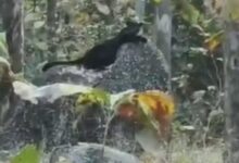 Screenshot 2025 02 04 13 05 53 415 com.whatsapp