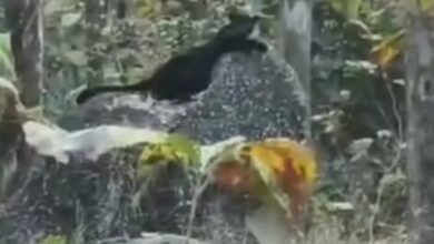 Screenshot 2025 02 04 13 05 53 415 com.whatsapp