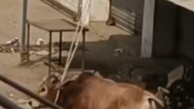 Screenshot 2025 02 09 22 33 27 170 com.whatsapp