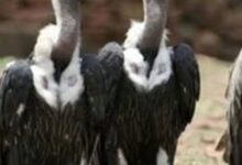 Screenshot 2025 02 18 09 49 52 247 com.android.chrome