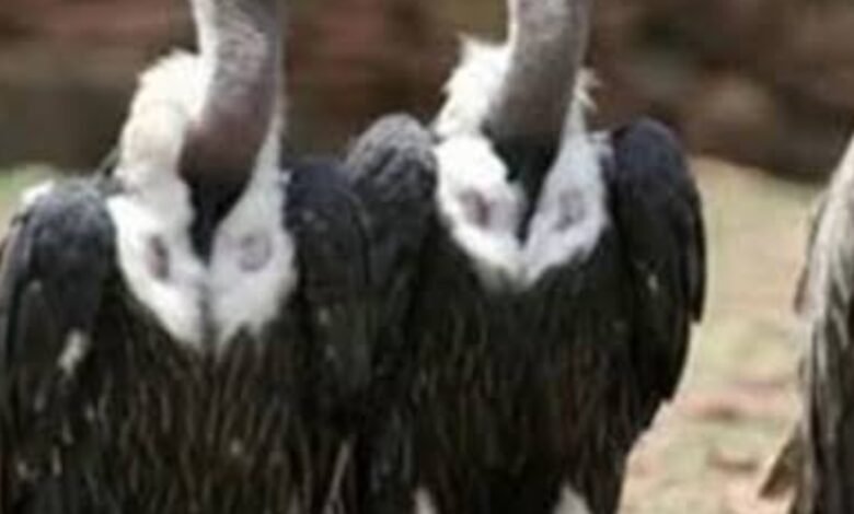 गिद्धों की लगातार घट रही संख्या : गिद्ध गणना में हुआ खुलासा पिछले वर्ष से बहुत कम है आंकड़ा, जंगलों की अंधाधुंध कटाई के कारण वन्य जीवों पर मंडरा रहा अस्तित्व का संकट 1 Screenshot 2025 02 18 09 49 52 247 com.android.chrome