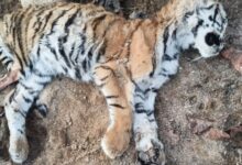 Screenshot 2025 02 21 23 04 02 052 com.whatsapp