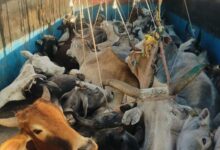 ट्रक में हो रही थी मवेशियों की तस्करी : 38 मवेशियों सहित ट्रक जप्त,1 गिरफ्तार, बंडोल पुलिस की कार्यवाही 10 Screenshot 2025 02 27 16 45 13 114 com.whatsapp