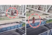 रेलवे ओवरब्रिज से महिला ने चलती मालगाड़ी पर लगाई छलांग, मंजर देख दहल उठे लोग 13 Screenshot 2025 0218 101357
