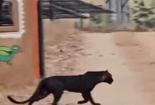 सिवनी के पेंच नेशनल पार्क में चहलकदमी करते नजर आया ब्लैक पैंथर : पर्यटक हुए रोमांचित,कैमरे में कैद किया नजारा 11 IMG 20250327 WA0497