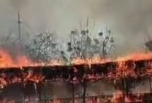 भीषण अग्निकांड : लाल टिपारा गौशाला में लगी आग, डेस्टिनेशन जलकर राख; 1000 से ज्यादा गोवंशों को सुरक्षित निकाला, मची अफरा तफरी 11 IMG 20250306 184519