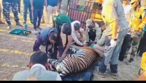 पन्ना की बाघिन को माधव राष्ट्रीय उद्यान शिवपुरी किया गया शिफ्ट 4 Screenshot 20250310 230902 WhatsApp2