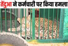 खमरिया में तेंदुआ ने कर्मचारी पर किया हमला, मेगजीन कर्मियों ने किया बंद, स्वास्थ्य परीक्षण के लिए वेटरनरी लाया गया 11 भारत 45