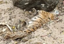 पेंच नेशनल पार्क के रुखड़ बफर जंगल मे मिला बाघिन का शव : पंजे काटने वाले और दांत निकलने वाले आरोपियों के बारे में सूचना देने पर 10000 का ईनाम देने की घोषणा 10 IMG 20250426 WA0409