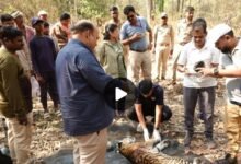 बाघ-बाघिन की लड़ाई, शावक की मौतः कान्हा टाइगर रिजर्व क्षेत्र में मिला शव; पोस्टमार्टम के बाद हुआ अंतिम संस्कार 11 IMG 20250419 203030