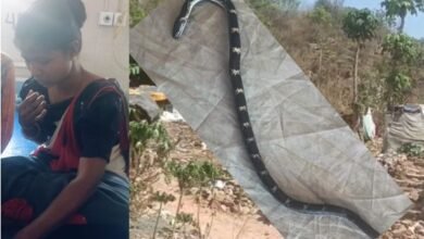 जबलपुर में 50 दांतों वाले सांप ने महिला को काटा, मेडिकल में भर्ती 12 भारत 33