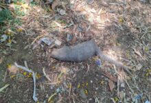 7601dcf8 77ef 4a87 9fcd d2e501ad1794