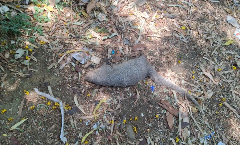 जबलपुर मेडिकल कॉलेज में पेड़ से लटका मिला नेवले का शव, 1 7601dcf8 77ef 4a87 9fcd d2e501ad1794