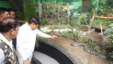 इंदौर जू में किंग कोबरा की एंट्री, तन्हाई में जी रही क्वीन कोबरा को मिला हमसफर 7 WhatsApp Image 2025 05 20 at 11.53.44 AM