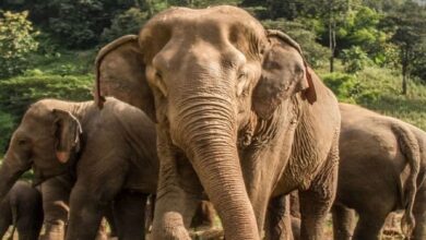 तेंदूपत्ता तोडऩे गए ग्रामीणों पर हाथियों के झुंड ने किया हमला, दो की मौत 9 f490ccb16f543152e309fd9d12f2c1af1667019938921135 original