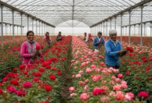 Gemini Generated Image 3s5l6n3s5l6n3s5l