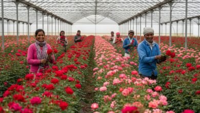 गुना का गुलाब अब लंदन और पेरिस में बिखेरेगा अपनी खुशबू, किसानों को मिलेगा अंतर्राष्ट्रीय बाजार 6 Gemini Generated Image 3s5l6n3s5l6n3s5l
