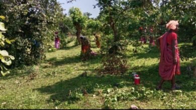 यश भारत विशेष : सामुदायिक प्रयासों से बदली गांव की तकदीर : बंजर जंगल बना आजीविका और पारिस्थितिकीय संतुलन का आधार 14 IMG 20250607 134042