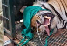 आदमखोर बाघ किया रेस्क्यू : बाघ के हमले से युवक की मौत, किया चक्काजाम 13 IMG 20250621 190537