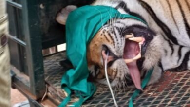 आदमखोर बाघ किया रेस्क्यू : बाघ के हमले से युवक की मौत, किया चक्काजाम 15 IMG 20250621 190537