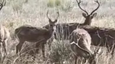 Screenshot 2025 06 05 12 17 16 061 com.whatsapp