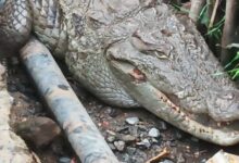 Untitled design 31 1