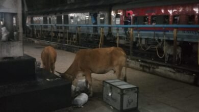 आवारा मवेशियों के चारागाह बने इटारसी व सिहोरा स्टेशन यह कैसी अमृत भारत स्टेशन योजना. प्लेटफार्म पर फैल रही गंदगी. 6 WhatsApp Image 2025 06 01 at 2.57.44 PM