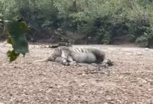 बंजर नदी में मिला बाघ का शव, शिकार की आशंका : बाघ पर करंट के निशान, छत्तीसगढ़ की बोरियां बंधी मिली 10 IMG 20250724 WA0020