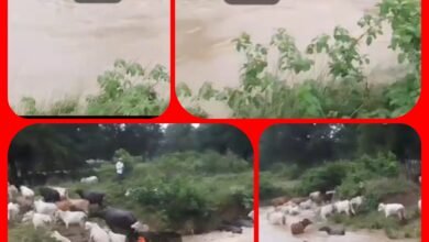 बारिश का कहर : तेज उफनाते नाले में बहते दिखे सैकड़ों मवेशी : विचलित करने वाली घटना, वीडियो हुआ वायरल 8 InCollage 20250718 151103423