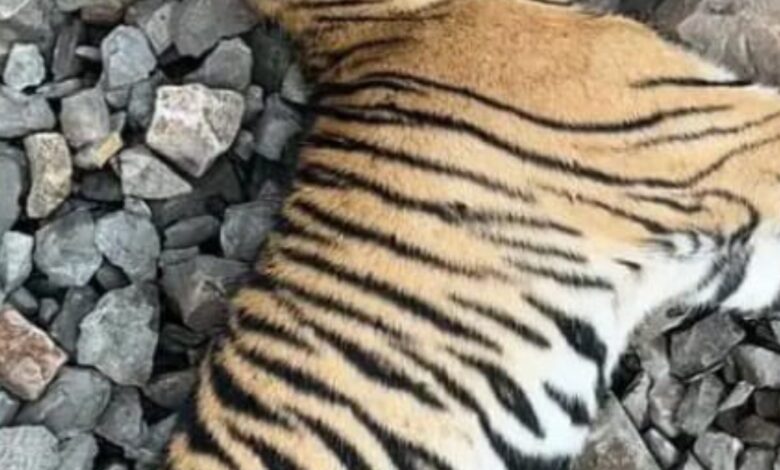 ट्रेन से टकराया बाघ का शावक, मुकुंदपुर जू सेंटर में इलाज जारी : चितहरा-सतना रेलखंड पर फिर हादसा, वन विभाग अलर्ट 1 Screenshot 2025 07 07 12 07 20 970 com.whatsapp