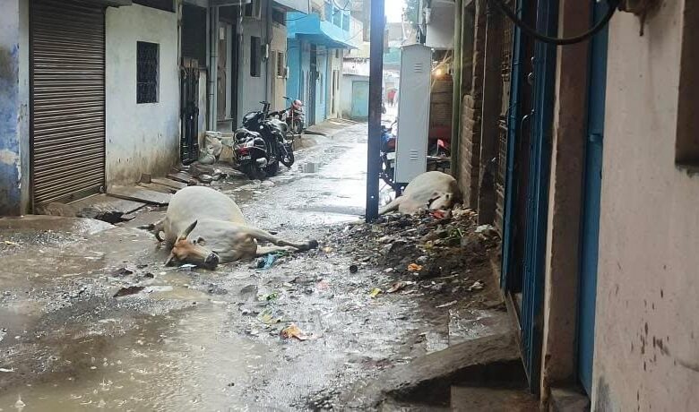 WhatsApp Image 2025 07 02 at 12.23.38