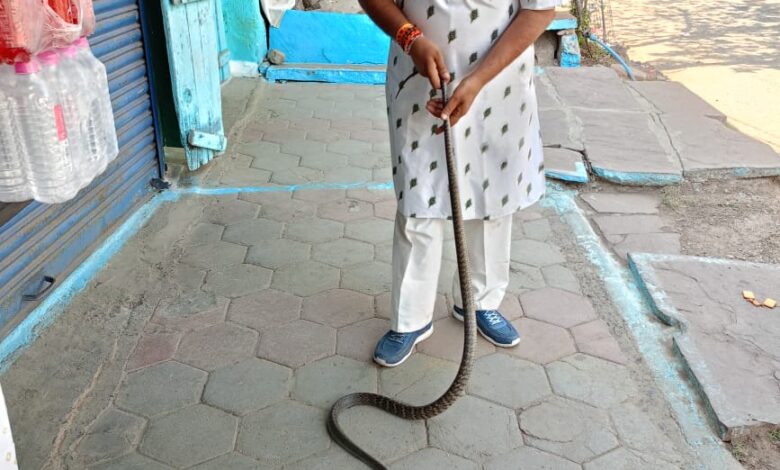 भेड़ाघाट में सांप पकड़े जाने पर हंगामा: महिला ने की छोड़ने की जिद, सर्प विशेषज्ञ को भागना पड़ा 1 WhatsApp Image 2025 07 15 at 20.17.34