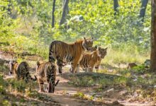 अंतर्राष्ट्रीय बाघ दिवस आज : मप्र में बढ़ा बाघों का कुनबा, प्रदेश सरकार के प्रयासों से मिला टाइगर स्टेट का दर्जा 10 images 3 1