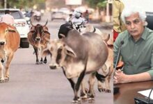 जबलपुर में सड़कों पर मवेशी छोड़ने पर लगा प्रतिबंध: कलेक्टर ने जारी किए सख्त आदेश, ग्राम पंचायतें-निकाय करेंगे कार्रवाई 10 neeraj up 2025 07 29T225827.612