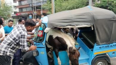 नागरथ चौक में बेकाबू घोड़े का आतंक: शोरूम तोड़ा, ऑटो में घुसा, दो घायल 7 ये जबलपुर शहर की कॉलोनी है जानाब. 4 1