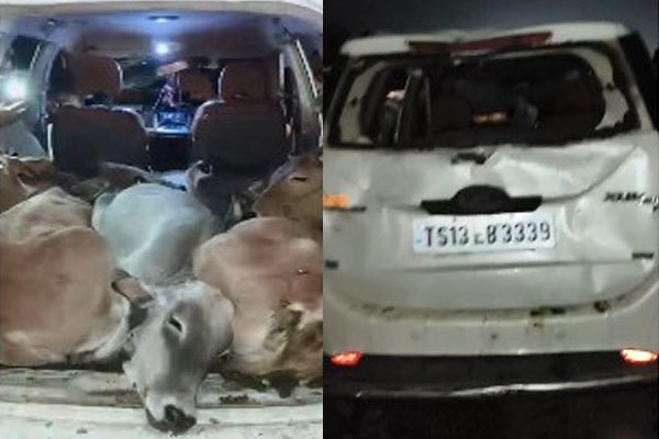 पाटन बायपास पर पुलिस की बड़ी कार्रवाई,गौवंश से भरी गाड़ी पकड़ी 1 06 8