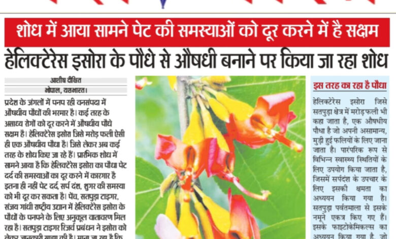हेलिक्टेरेस इसोरा के पौधे से औषधी बनाने पर किया जा रहा शोध 1 InShot 20250824 212958190