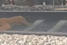 मालगाड़ी के नीचे लेट गईं महिलाएं और बच्चा, ट्रेन गुजरने के बाद सही-सलामत निकले बाहर 11 Untitled 1 copy 15