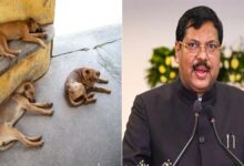 क्या पलटेगा आवारा कुत्तों को हटाने का सुप्रीम कोर्ट का फैसला? CJI ने दिया पुनर्विचार का आश्वासन 11 Untitled 4 copy 4